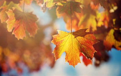 Maple Autumn Leaves Wallpapers - Wallpaper Cave