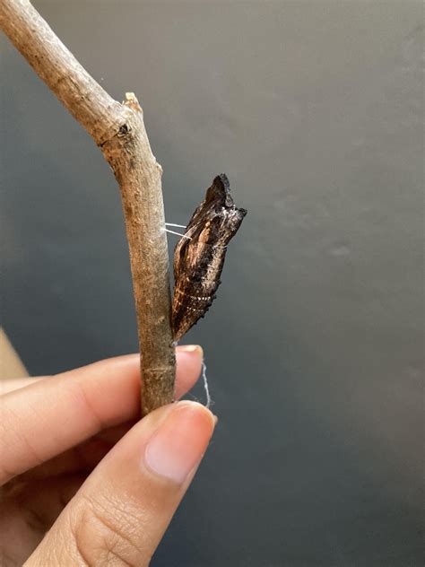 Are these swallowtail chrysalises dead or unhealthy? : r/Butterflies