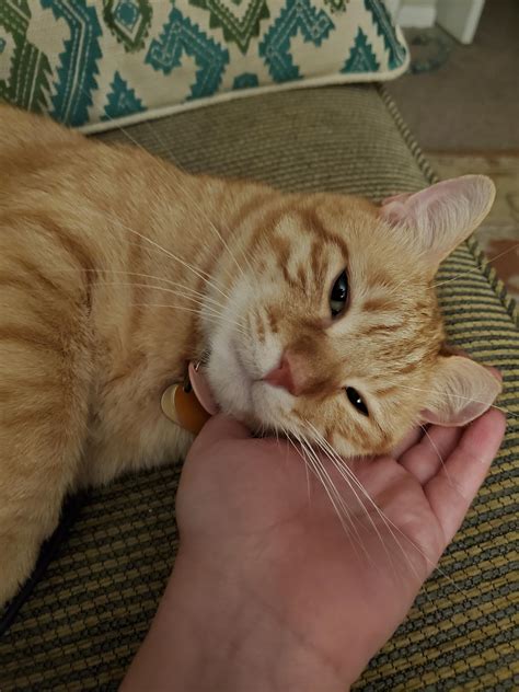 My heart melted when he laid in my hand! : r/Catsmirin