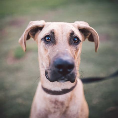 Great Dane Retriever Mix