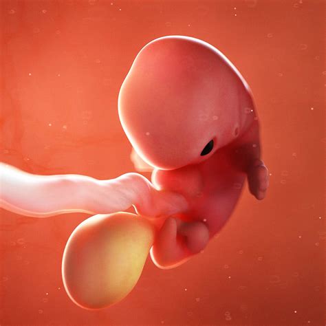 How Big Is A 7 Week Embryo Human Embryo: 6 7 Weeks | This Is An