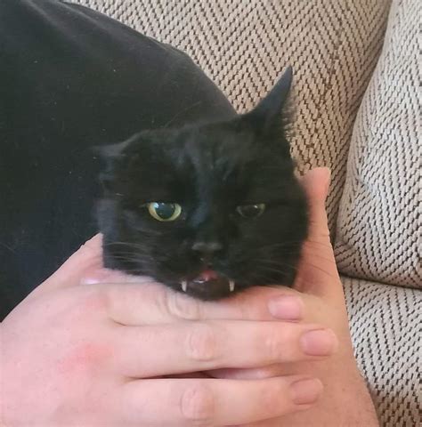 2930 best Man Jack images on Pholder | Old Man Dog, Aww and Politecats