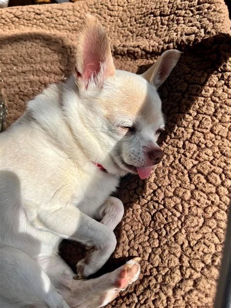 Obituaries - Oakey's Pet Funeral Home