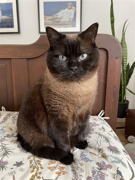 Romys very own Blue-Steel look! : r/SupermodelCats