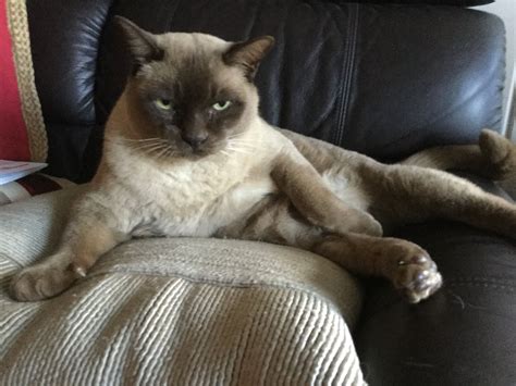 Best 13 125 French Cat Names: Great Ideas for Your Stylish Cat – Artofit