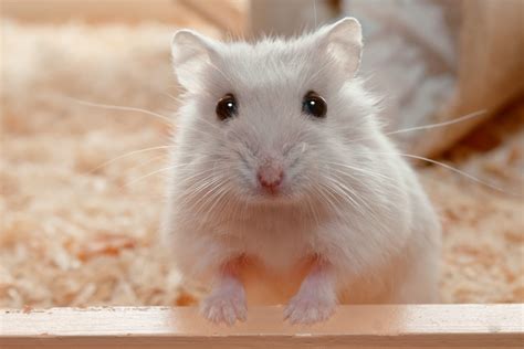 13 Low-Maintenance Pets That Are Still Fun and Lovable | Reader's Digest