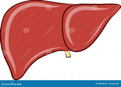 Liver Drawing