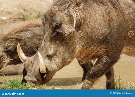 Common Warthog Eating in the Grass Stock Image - Image of natural, tusk ...