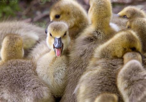 Canada Goose Chicks 6479575 Stock Photo at Vecteezy