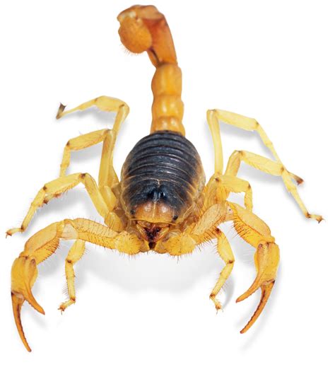 Giant Desert Hairy Scorpion Facts | DK Find Out