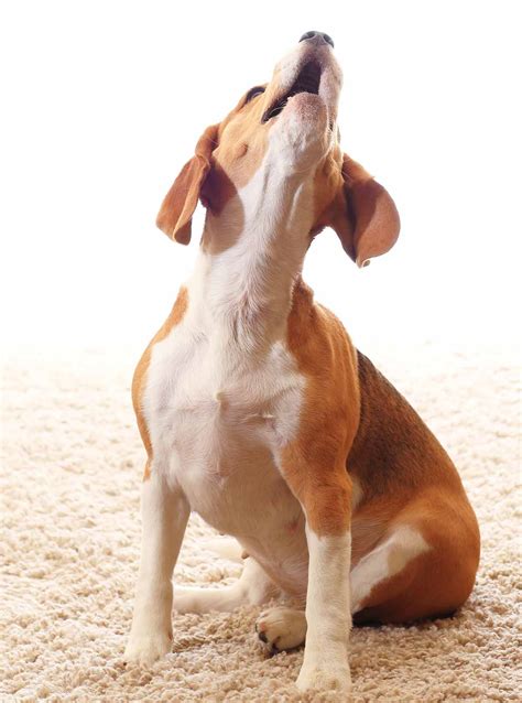 Why do dogs howl at loud music? Here’s What to Do Next – KeepingDog