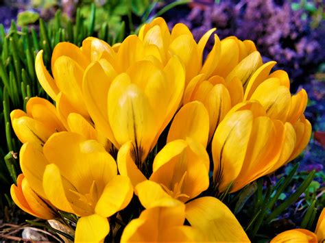 Free Images : flower, flowering plant, petal, yellow, botany, spring ...