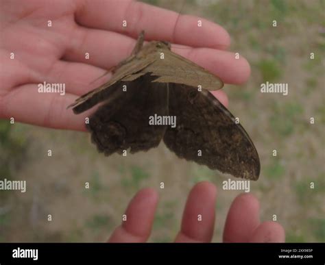 Black Witch (Ascalapha odorata) Insecta Stock Photo - Alamy