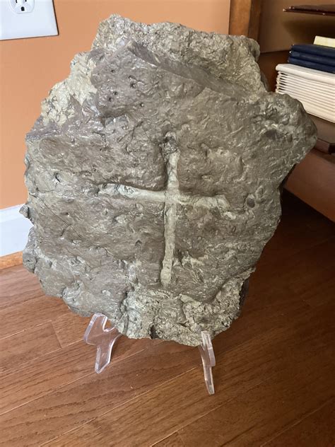 Trace fossils Cincinnati cap : r/FossilPorn