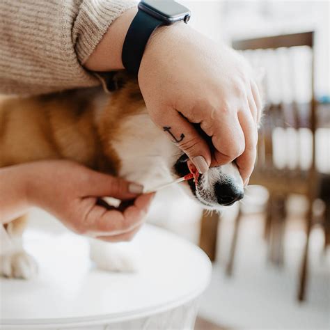 Signs And Stages of Dog Labor - Bellylabs