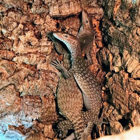 Does anyone know what this thing i found at the aquarium is??? : r/zoology