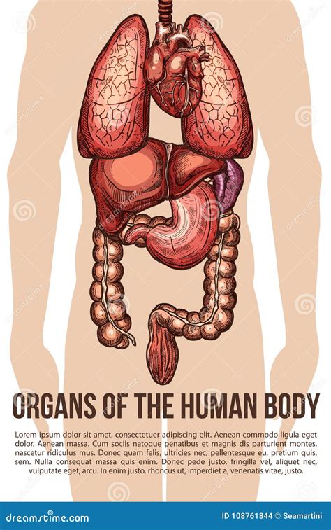 Easy Organ System Diagram