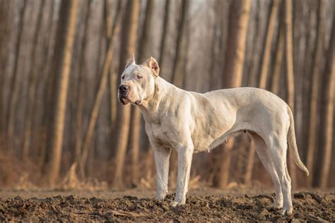 Dogo Argentino Price: Big Numbers For A Big Dog