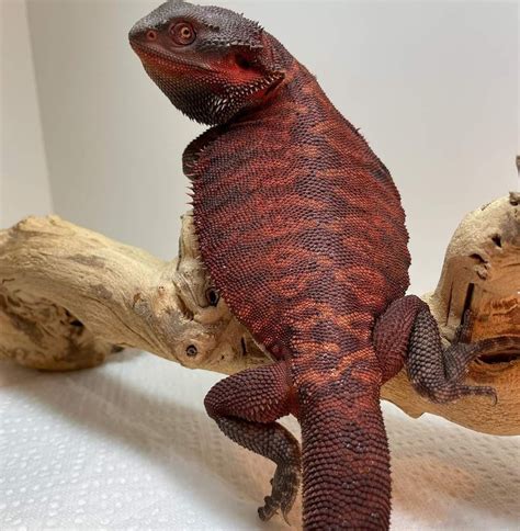Black And Red Bearded Dragon