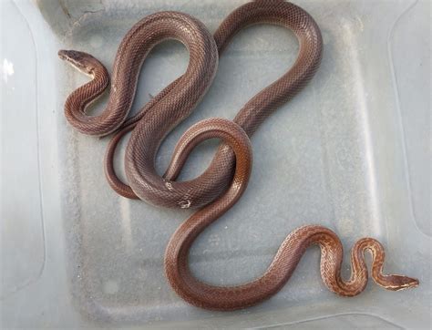 Snake rescuer catches two snakes snuggling