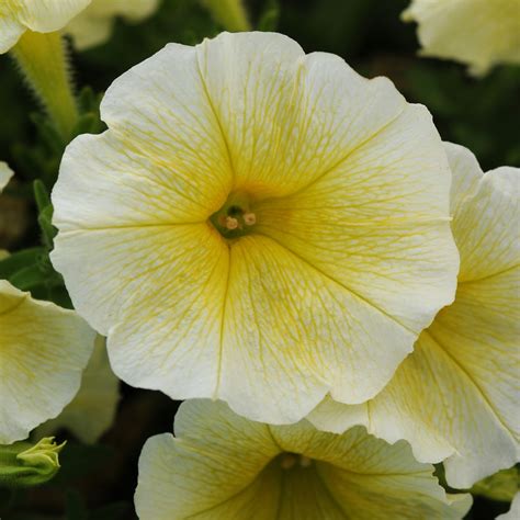 Can You Save Wave Petunia Seeds at Lily Bloom blog