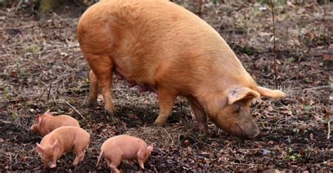 Discover the 10 Largest Pigs in the World - IMP WORLD