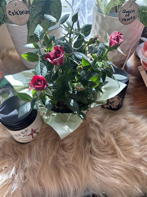 Miniature rose bush : r/IndoorPlants