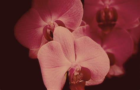 UNDENIABLE ROOTS — deRaíz