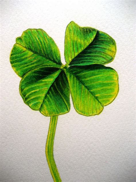 Four Leaf Clover Drawing Pencil