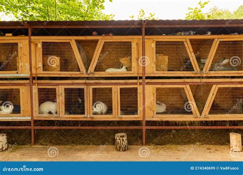 Breeder Cages For Rabbits at Dorothy Hood blog