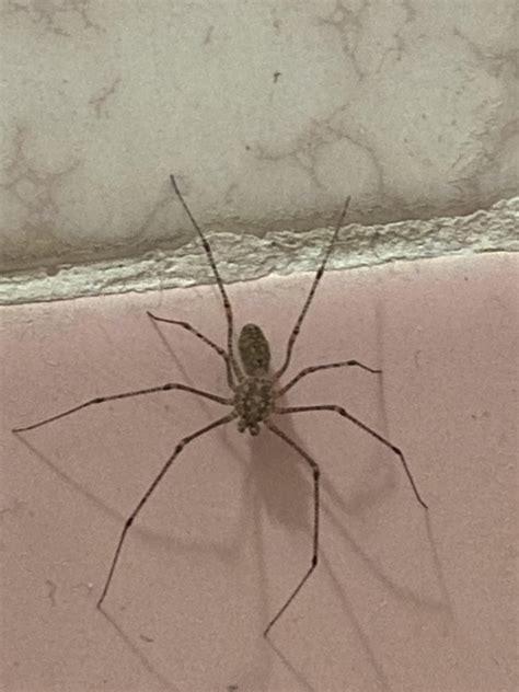 Southern Virginia, inside. Brown with black spots on its joints. I don’t think it’s a brown ...