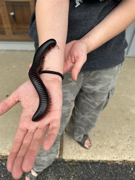 Archispirostreptus gigas 'Giant African Millipede'-Archispir