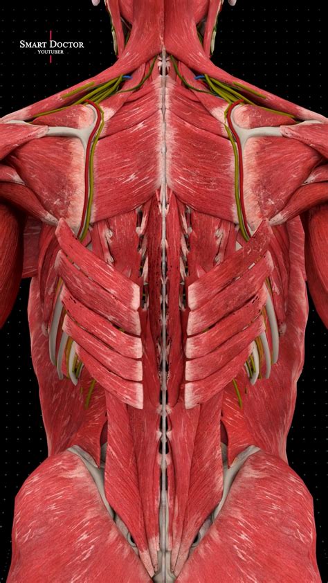 Human Back Anatomy