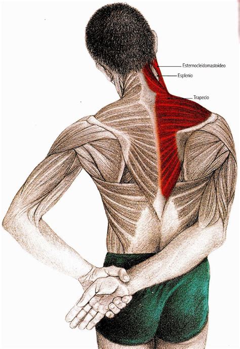 Junto con la espalda, el cuello y los hombros, es una de las zonas que ...