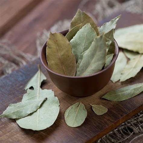 Alloro: Proprietà e Benefici della Pianta Vincente | Bay leaf water for ...