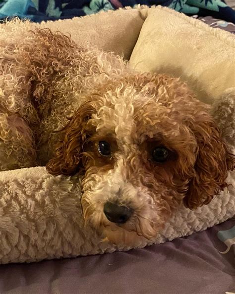 Buffalo Pug & Small Breed Rescue, Inc.