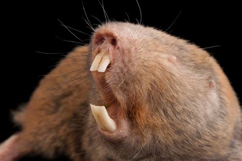 Mechow’s Mole Rat (Fukomys mechowii) - Joel Sartore