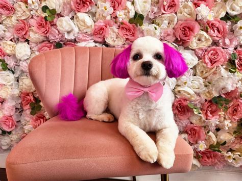 Dog Grooming Services | Puppy Love Spa