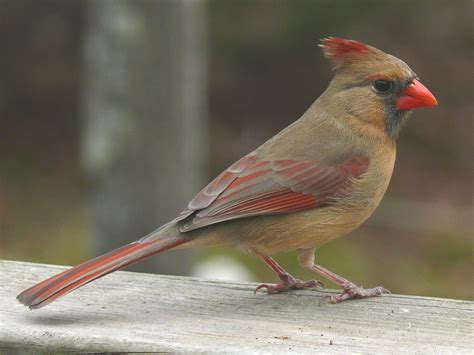 General Information about the Northern Cardinal- Cardinalis cardinalis