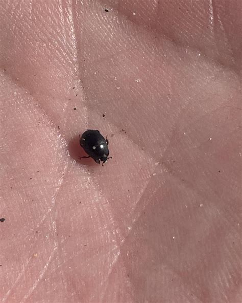 Small round black beetle found in the sand Columbia River, Oregon (USA ...