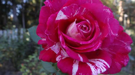 NEIL DIAMOND | Ebenezer Rose