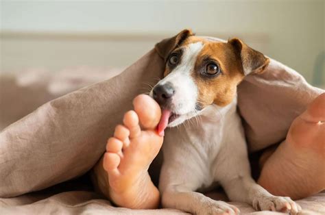 Why Does A Dog Lick Its Paws