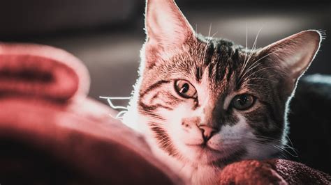 Additional Pet Services | Dade City Animal Clinic