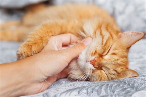Where Do Cats Like to Be Petted — How to Pet a Cat the Right Way | Trusted Since 1922