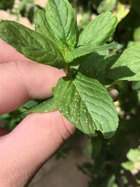 Is A Mint Plant A Fungus Or Something Else Here