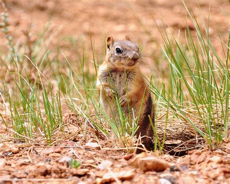 Mojave Desert Animals