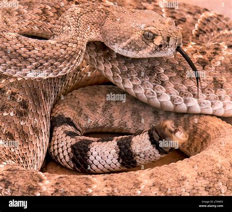 Western diamondback rattlesnake texas hi-res stock photography and ...
