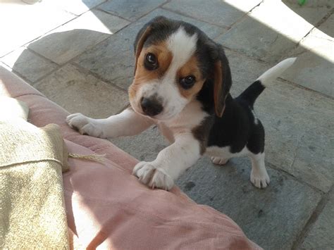 2 Month Old Beagle Puppy
