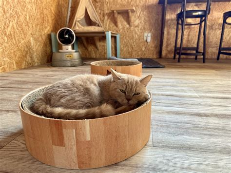 瀬谷｜猫カフェ「BLUE BEAN cafe」ブリティッシュショートヘア専門のお店｜瀬谷なび