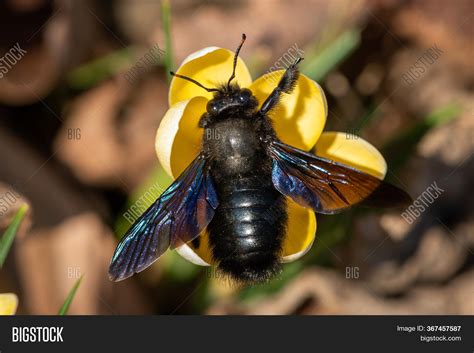 Big Male Carpenter Bee Image & Photo (Free Trial) | Bigstock